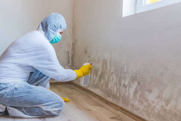 Mold Remediation specialist working in Haworth